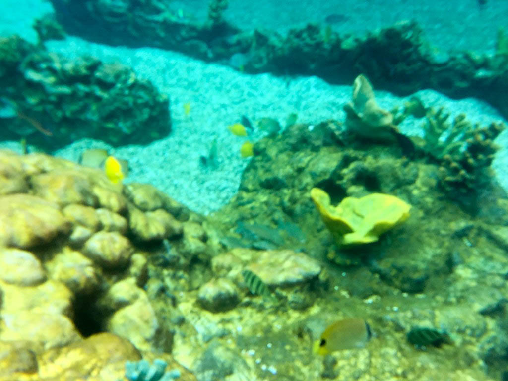 Hawaii Trip Report – Day 3 – Snorkling at Rainbow Reef and Wedding Stalking