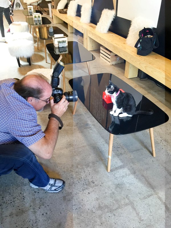 Coffee and Cats are the Purrfect Combo at Crumbs & Whiskers Los Angeles