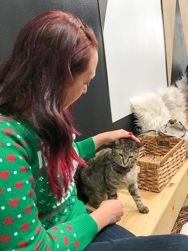 5 Reasons to Visit a Cat Cafe