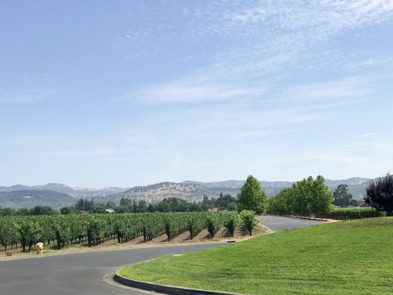 3 Days in Napa: A Casual Traveler’s Guide