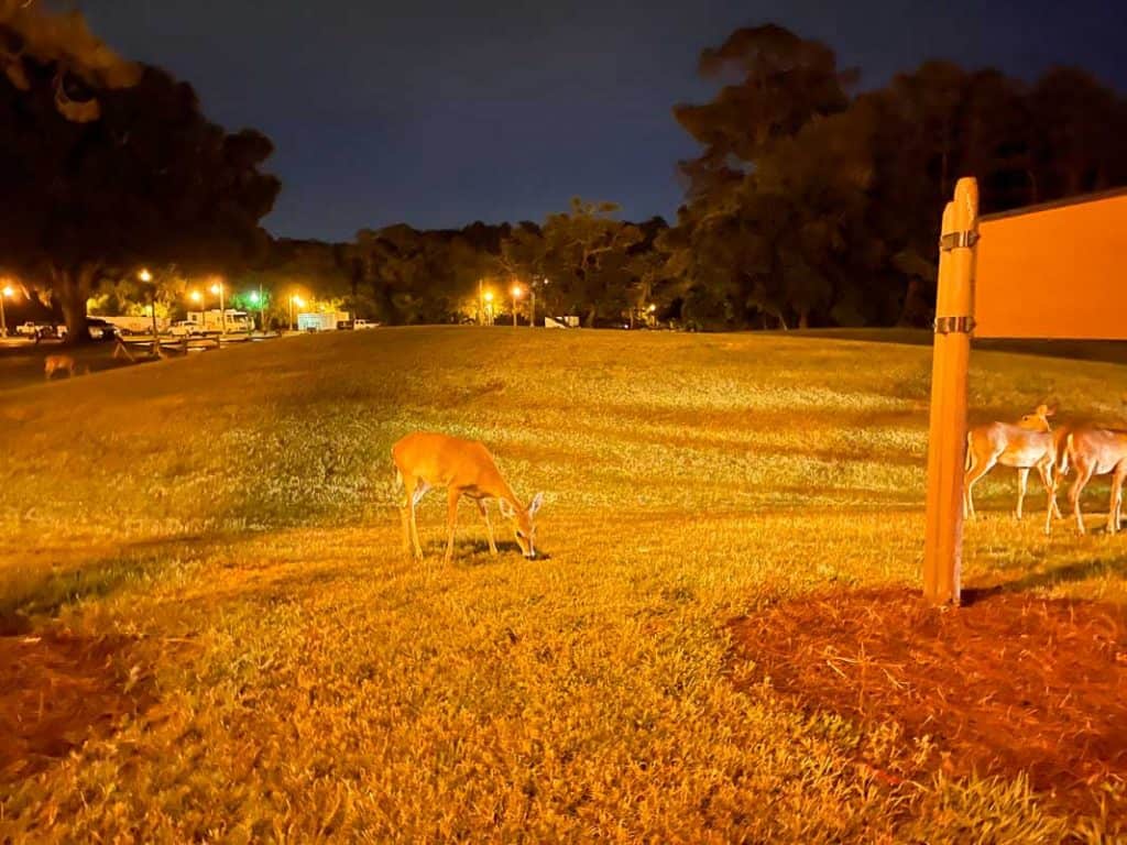 deer eating grass in a field