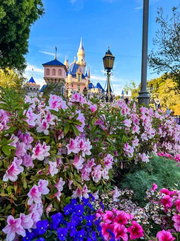 Pink flowers in the foreground of Sleeping Beauty Castle at Disneyland