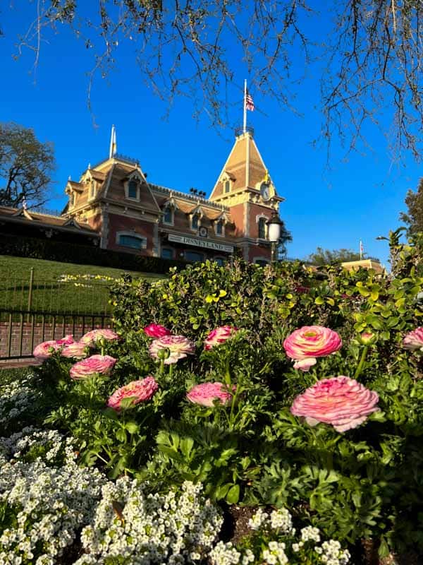 Pink peonies planted at the entrance to Disneyland