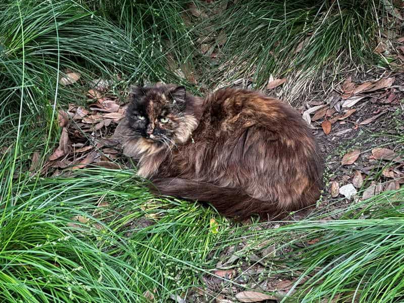 Tortie cat laying on the dirt ground at Disney California Adventure