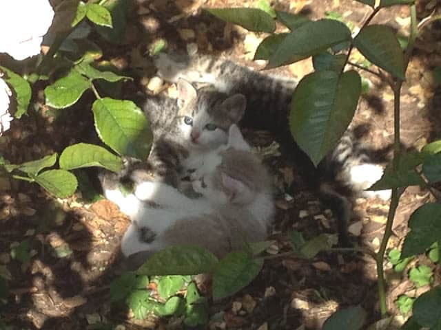 three kittens lay on the ground surrounded by plants